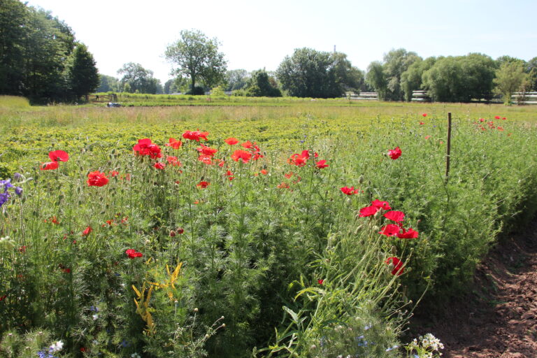 Feld mit Schnittblumen. Insbesondere Klatschmohn ist im Vordergrund zu erkennen.