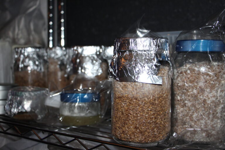 Nahaufnahme von Einmachgläsern mit Getreidebrut und Aluminiumfolie auf einem Gitterregal.