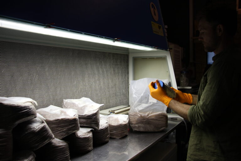 Mitarbeiter arbeitet mit orangen Handschuhen konzentriert unter einer sterilen Werkbank (Laminar Flow Hood) an Pilzkulturen.