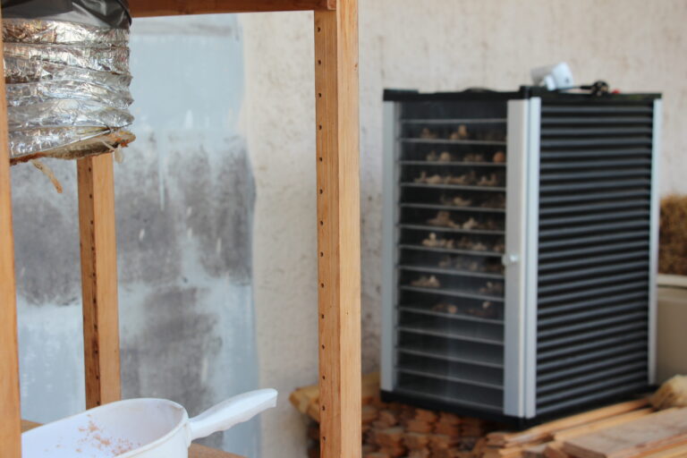 Schwarzer Dörrofen (Dehydrator) gefüllt mit Pilzscheiben, daneben ein Abluftschlauch.