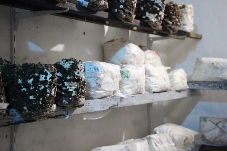 Lagerregale mit verschiedenen Pilz-Substratblöcken, einige weiß durchwachsen, andere dunkel in der Ruhephase.